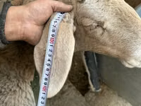 母羊, Arashan sheep — 照片 4