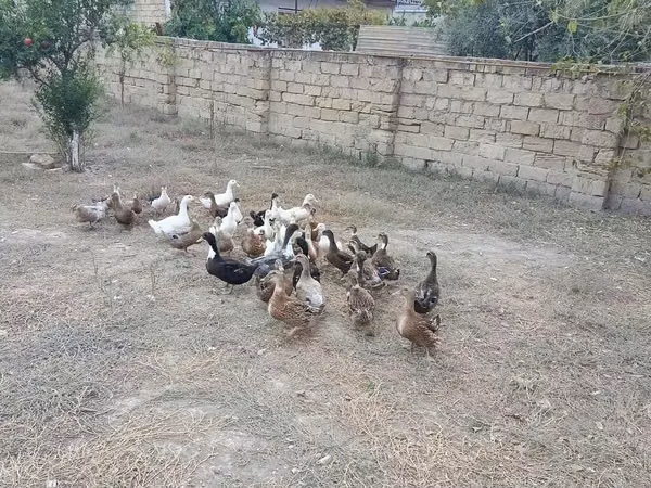Nemis Pekin