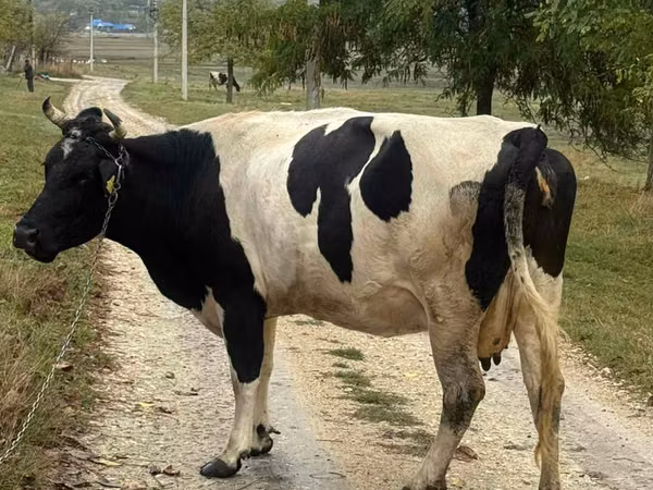 Sigir, Russian Black pied cattle