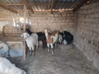 Dişi keçi, Saanen goat — foto 1