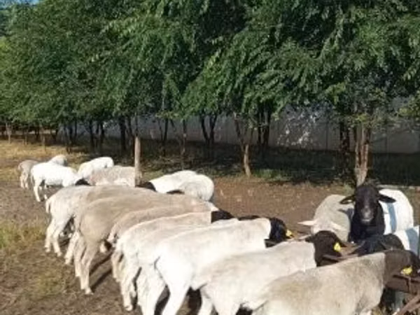 Қошқар, Dorper sheep