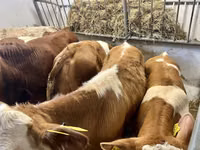 Byk, Simmental cattle — zdjęcie 5