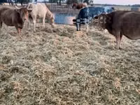 ძროხა, Simmental cattle — ფოტო 2