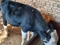 雄牛, Russian Black pied cattle — 写真 2
