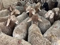 Owca, Owce — zdjęcie 1