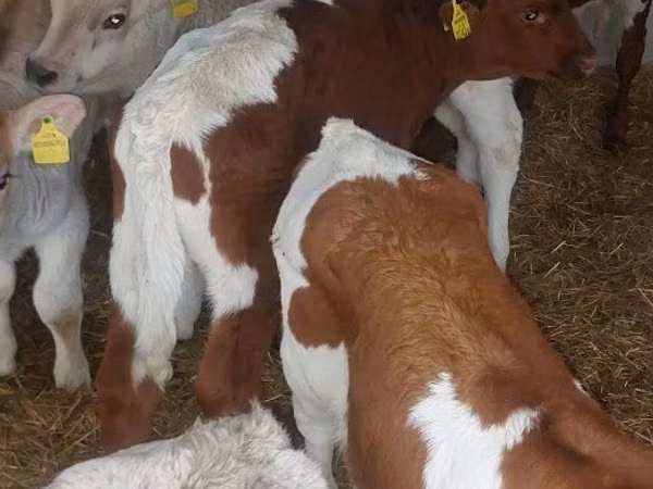 Qoramol (partiya, jinsi ko‘rsatilmagan), Simmental cattle