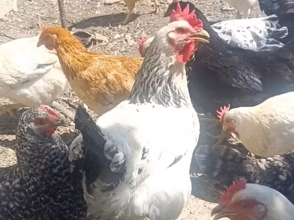Chickens — அசர்பைஜான்