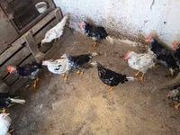 Chickens — புகைப்படம் 6