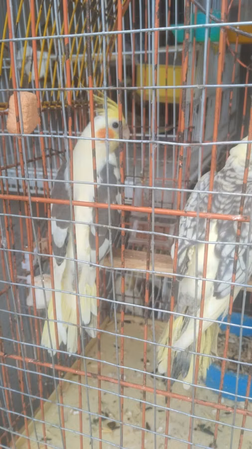 Məhsul: Nimfa (Cockatiel) cütü və qəfəs dəsti Təsvir: - Şəkillərdə