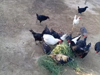 Chickens — foto 6