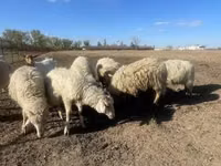 ვერძი, Merino sheep — ფოტო 3
