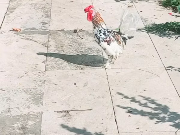 Bantam japonesa
