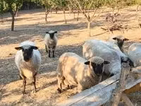 Baran, Shroshire sheep — zdjęcie 2