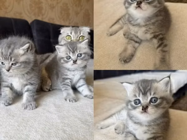 British Shorthair tipli boz zolaqlı balaca pişiklər - Növ: Qısa