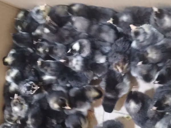Chickens — أذربيجان