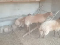 Owca, Owce — zdjęcie 2