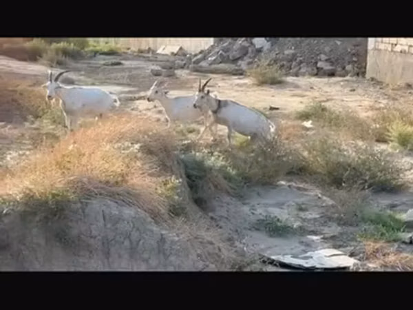 Kozy (partia, płeć nieokreślona), Kozy — Azerbejdżan