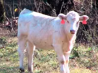 Býk, Simmental cattle — foto 1