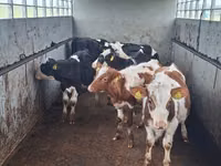 Skot (série, pohlaví neuvedeno), Simmental cattle — foto 1