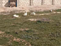 Geese — புகைப்படம் 3
