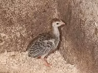 Guinea fowl — zdjęcie 1