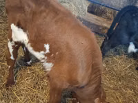 Boğa, Simmental cattle — foto 2