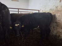 Skot (série, pohlaví neuvedeno), Simmental cattle — foto 3
