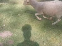 बकरियाँ (लॉट, लिंग निर्दिष्ट नहीं), बकरियाँ — फ़ोटो 4