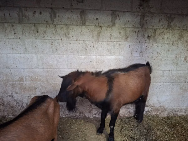 Теке, Italian Alpine goat