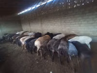 Ram, Sheep — photo 4