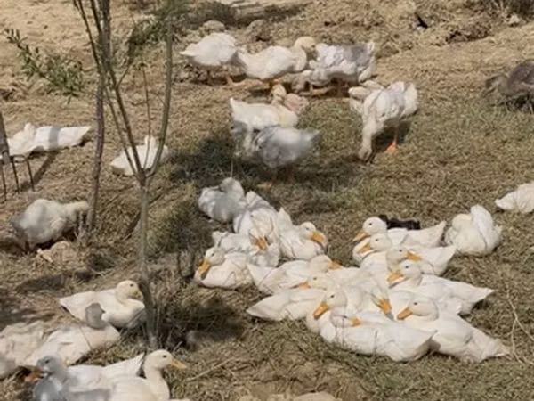 Ducks — Aserbaidschan