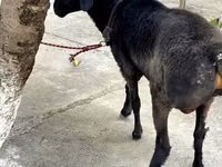 Koç, Arashan sheep — foto 3