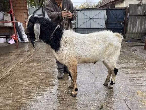 Billy Goat, Nubian Goat