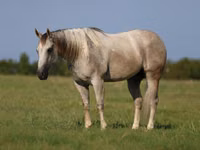 Koń, Quarter Horse — zdjęcie 2