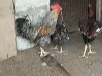 Chickens — foto 7
