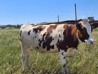 Сиыр, Russian Black pied cattle — 8-сурет