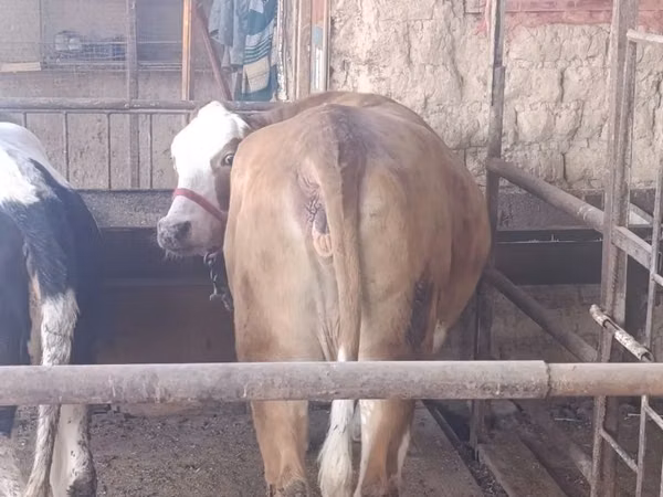 Vache, Simmental cattle