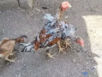 Chickens — Foto 6