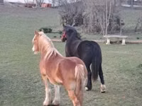 Kobyła, Shire — zdjęcie 6