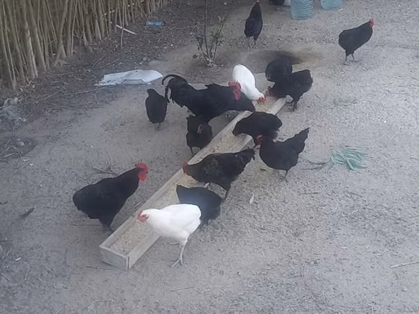 Chickens — Ozarbayjon