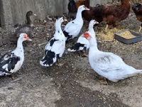Ducks — foto 3