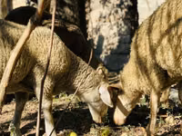 Қошқар, Merinoland sheep — 5-сурет