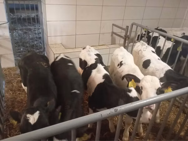 Bovins (lot, sexe non indiqué), Russian Black pied cattle