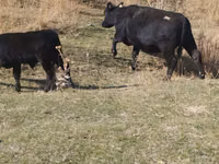 Taureau, Swiss cattle — photo 4