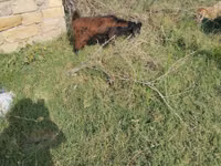 Koza, Kozy — foto 2
