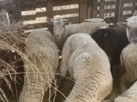 Koyun, Blackheaded Persian sheep — foto 5