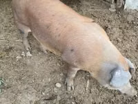 Eber, Schweine — Foto 4