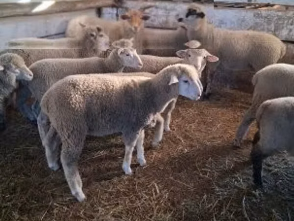 Brebis, Moutons