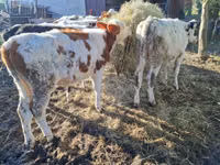 Cow, Simmental cattle — photo 4