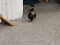 Chickens — 7-сурет